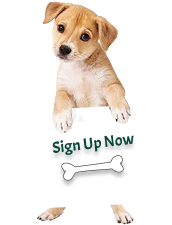 Dog Sign Up